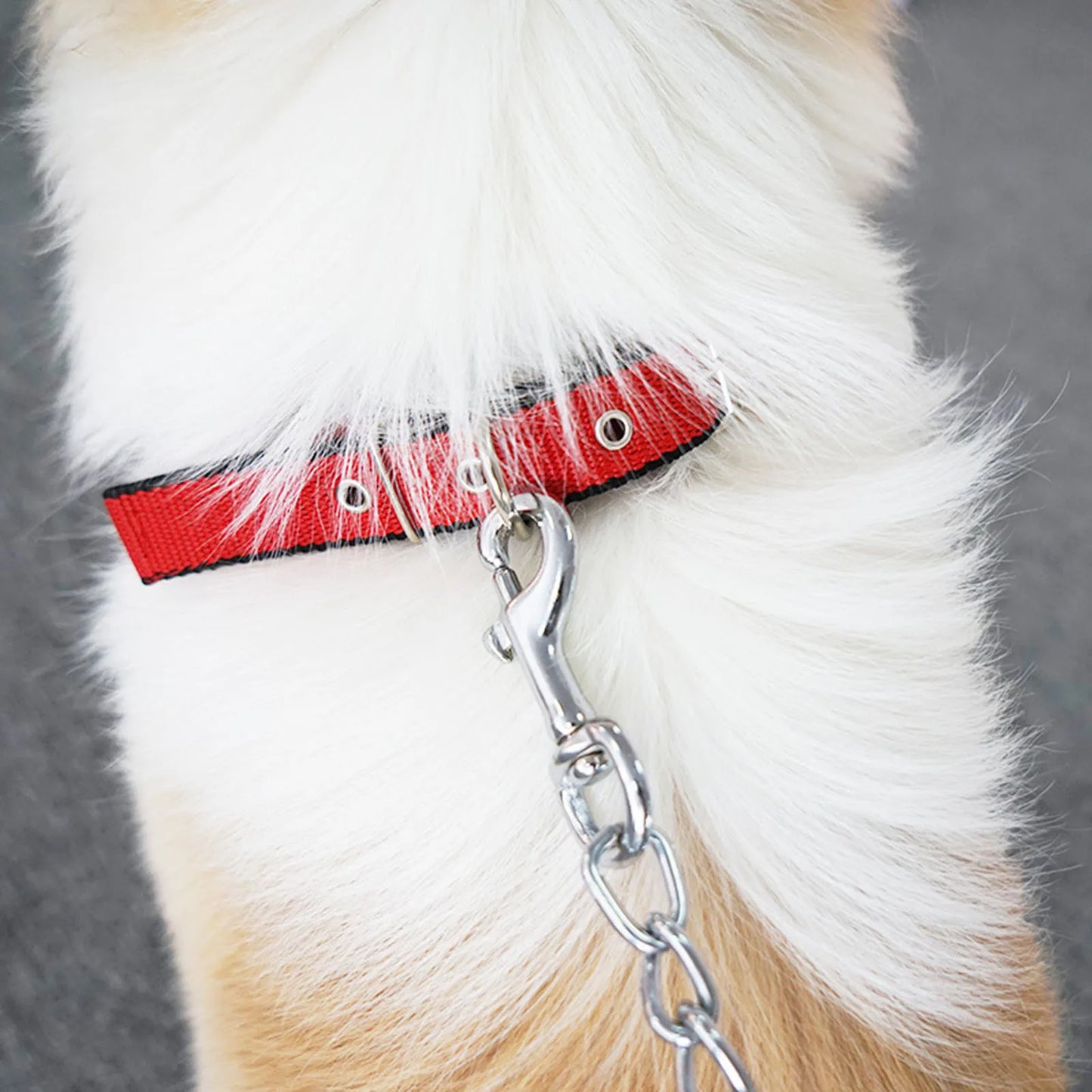 Coleira fofa de Nylon ajustável Leleo Pets
