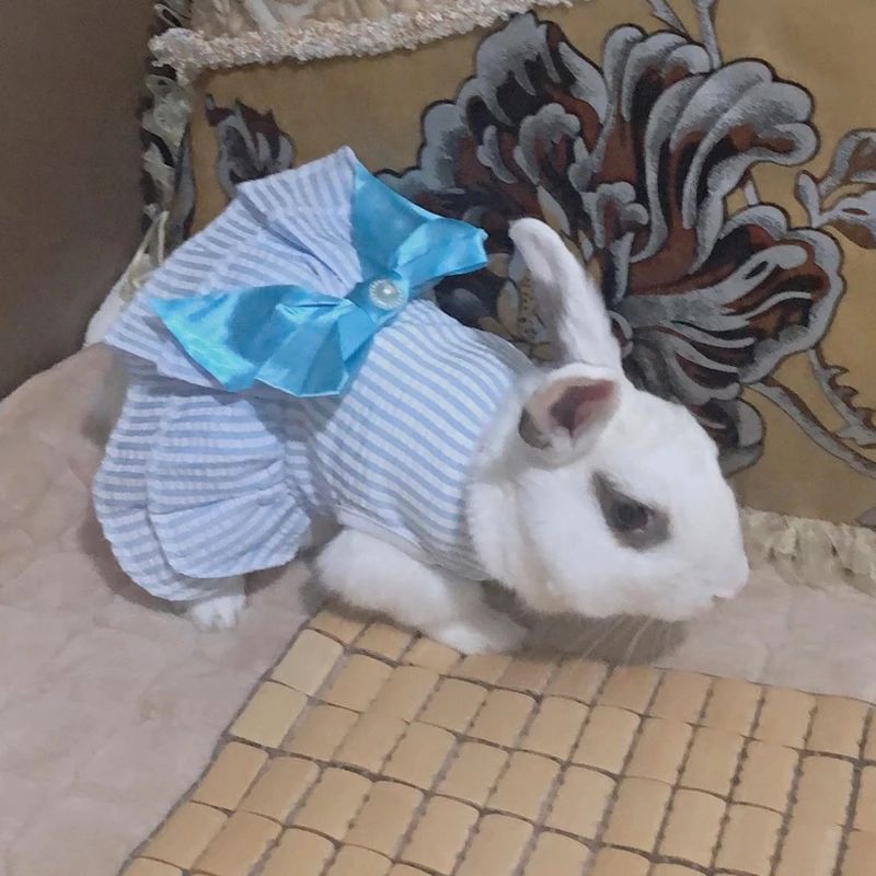 Vestidinho fofinho de princesa diversos modelos - Leleo Pets