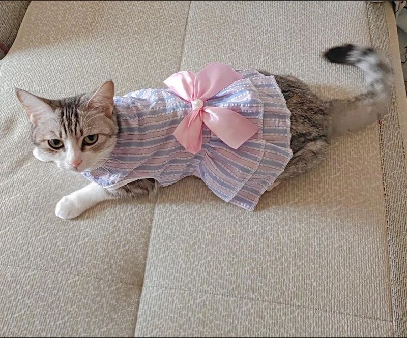 Vestidinho fofinho de princesa diversos modelos - Leleo Pets