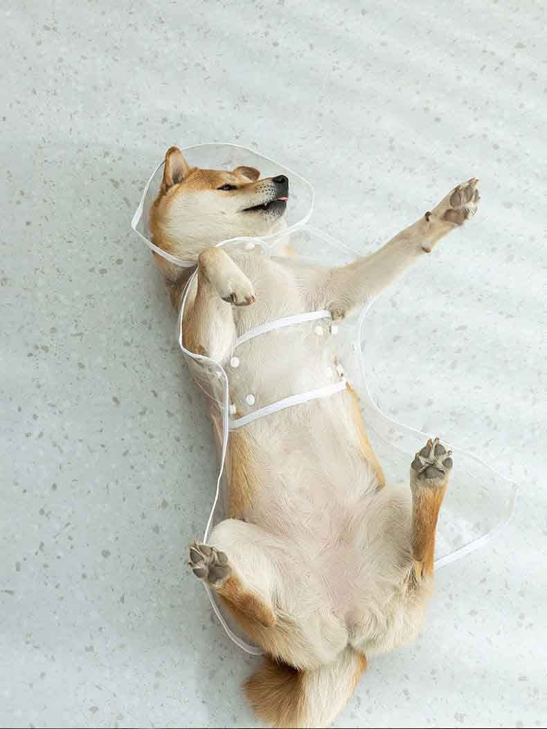 Capa de chuva impermeável transparente com touca para diversos tamanhos - Leleo Pets
