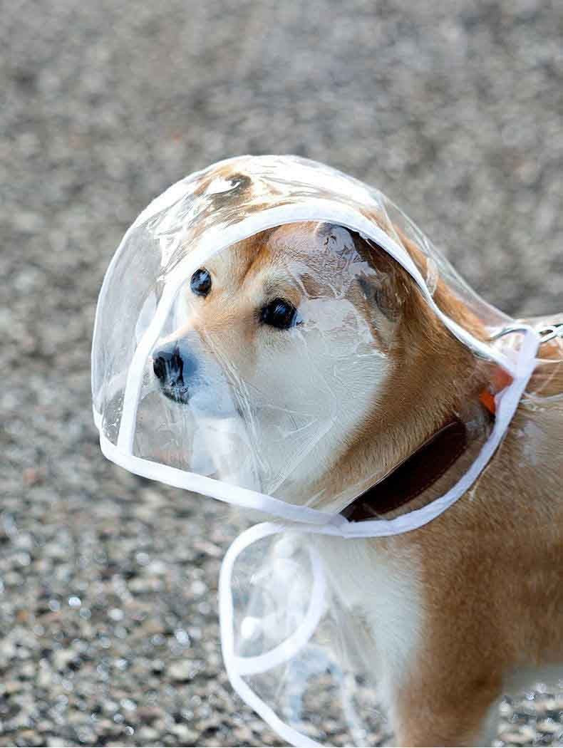 Capa de chuva impermeável transparente com touca para diversos tamanhos - Leleo Pets