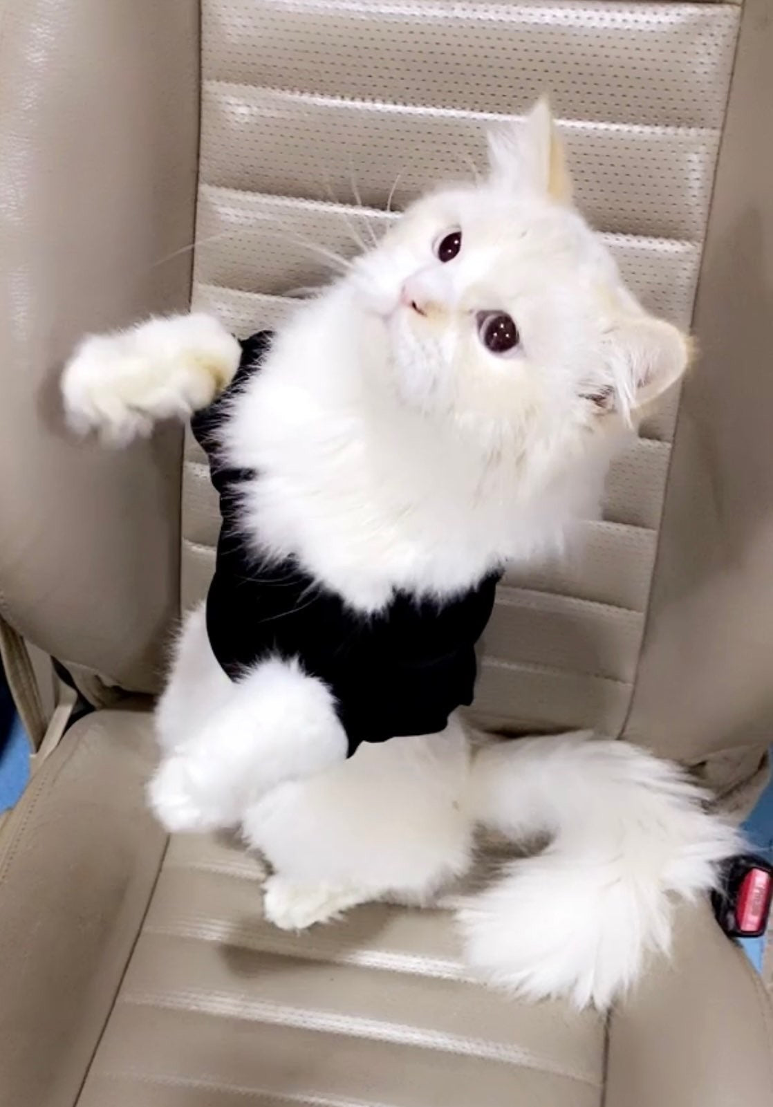 Moletom quentinho e estiloso Adicat - Leleo Pets